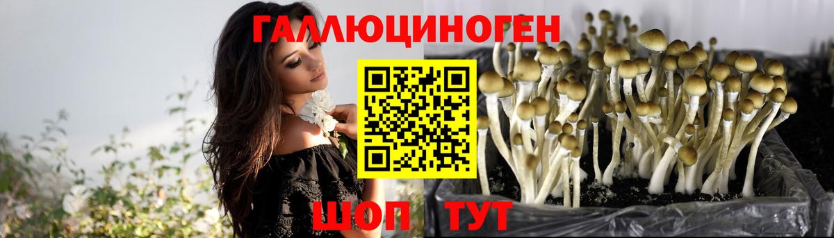 Строитель  Галлюциногенные грибы Psilocybe  Вход с VPN  Галлюциногенные грибы мухоморы 